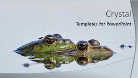  Presentation with frogs - Beautiful presentation design featuring frogs-in-natural-habitat-during backdrop and a sky blue colored foreground