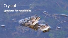  Presentation with frogs - Presentation design featuring frogs mating in pool of water background and a ocean colored foreground