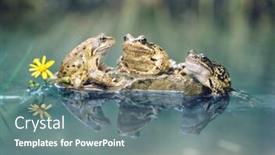  Presentation with frogs - Amazing PPT layouts having frogs sitting on rock backdrop and a gray colored foreground