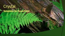  Presentation with tree - Cool new PPT theme with frond-and-an-old-tree backdrop and a tawny brown colored foreground