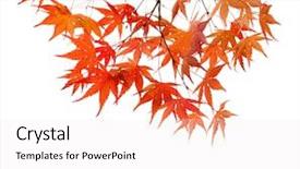  Presentation with isolated fall oak leaf - Audience pleasing PPT layouts consisting of fronds - branches with colorful autumn leaves backdrop and a sky blue colored foreground