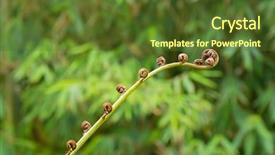  Presentation with sabah - Presentation theme consisting of fronds - closeup of unfurling frond background and a tawny brown colored foreground