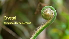  Presentation with sabah - Amazing theme having fronds - closeup of unfurling frond backdrop and a tawny brown colored foreground