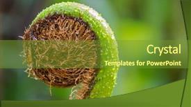  Presentation with tropical rainforest - Slides with fronds - closeup of unfurling frond background and a tawny brown colored foreground