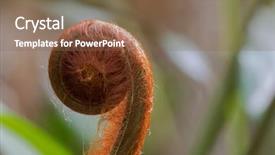  Presentation with south asia - Slide deck enhanced with fronds - closeup of unfurling hairy frond background and a violet colored foreground