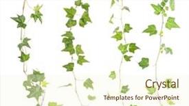  Presentation with white green - Amazing slide set having fronds - collected green ivy isolated backdrop and a cream colored foreground