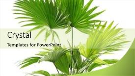  Presentation with palm tree - Slide set featuring fronds - palm tree livistona rotundifolia isolated background and a soft green colored foreground