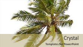 Presentation with coconut - Slide deck featuring fronds - tilted coconut palm isolated background and a yellow colored foreground
