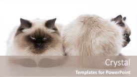 Presentation with cats - Amazing PPT layouts having front and backside of ragdoll cats on white background backdrop and a coral colored foreground