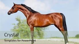  Presentation with horse - Slide deck enhanced with front animal arabian horse - conformation background and a mint green colored foreground