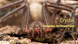  Presentation with spider - Cool new slides with front-closeup-of-a-brown backdrop and a tawny brown colored foreground