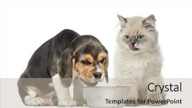  Presentation with kitten - Beautiful slide deck featuring front of a dog backdrop and a mint green colored foreground