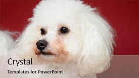  Presentation with background - Audience pleasing PPT theme consisting of front of a door threshold backdrop and a  colored foreground