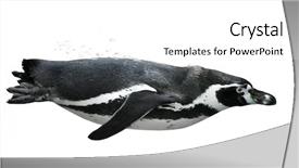  Presentation with swimming - Amazing slides having front of a white background backdrop and a white colored foreground