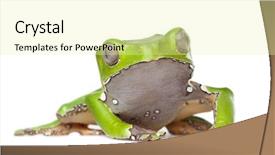  Presentation with frog - Presentation having front of a white background background and a  colored foreground