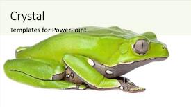  Presentation with betel leaf - Beautiful presentation theme featuring front of a white background backdrop and a  colored foreground