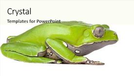  Presentation with frog - Presentation theme enhanced with front of a white background background and a  colored foreground