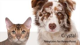  Presentation with border - Beautiful slide deck featuring front of a white background backdrop and a coral colored foreground