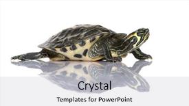  Presentation with tortoise - Presentation theme featuring front of a white backgroung background and a light gray colored foreground
