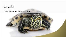  Presentation with white cctv camera on modern - Slides with front of a white backgroung background and a  colored foreground