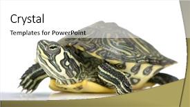  Presentation with tortoise - Audience pleasing presentation theme consisting of front of a white backgroung backdrop and a  colored foreground