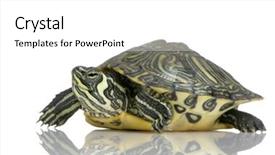  Presentation with tortoise - Amazing slides having front of a white backgroung backdrop and a  colored foreground