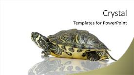  Presentation with tortoise - PPT theme consisting of front of a white backgroung background and a  colored foreground