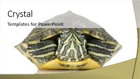  Presentation with tortoise - Slide deck consisting of front of a white backgroung background and a  colored foreground