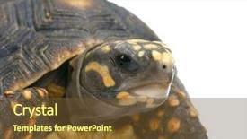  Presentation with tortoise - Slides consisting of front of a white backgroung background and a  colored foreground