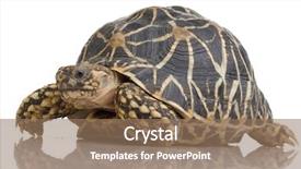  Presentation with tortoise - Presentation design having front of a white backgroung background and a coral colored foreground