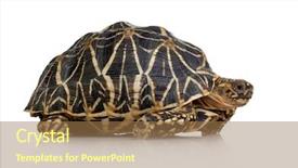  Presentation with tortoise - Cool new presentation design with front of a white backgroung backdrop and a coral colored foreground