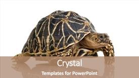  Presentation with tortoise - Presentation theme enhanced with front of a white backgroung background and a coral colored foreground