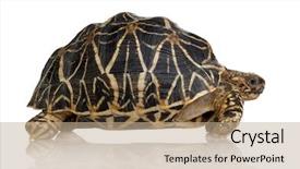  Presentation with tortoise - Amazing presentation having front of a white backgroung backdrop and a coral colored foreground