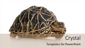  Presentation with tortoise - Presentation theme consisting of front of a white backgroung background and a coral colored foreground