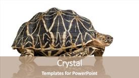  Presentation with tortoise - Beautiful presentation theme featuring front of a white backgroung backdrop and a coral colored foreground