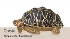  Presentation with tortoise - Presentation with design tsunami - message chile relief with a background and a red colored foreground