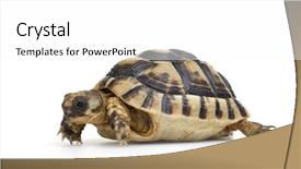  Presentation with tortoise - Colorful presentation theme enhanced with front of a white backgroung backdrop and a white colored foreground