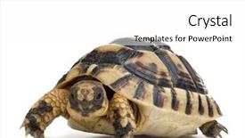  Presentation with tortoise - Audience pleasing presentation consisting of front of a white backgroung backdrop and a white colored foreground