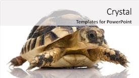  Presentation with tortoise - Presentation theme featuring front of a white backgroung background and a white colored foreground