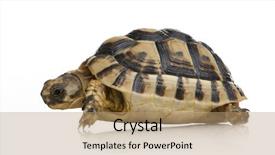  Presentation with tortoise - Presentation enhanced with front of a white backgroung background and a coral colored foreground