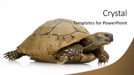  Presentation with tortoise - Amazing presentation theme having front of a white backgroung backdrop and a white colored foreground