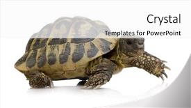  Presentation with tortoise - Presentation design with front of a white backgroung background and a white colored foreground