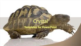  Presentation with tortoise - Colorful presentation theme enhanced with front of a white backgroung backdrop and a tawny brown colored foreground