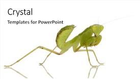  Presentation with white coloured lines - Beautiful presentation theme featuring front of a white backgroung backdrop and a  colored foreground