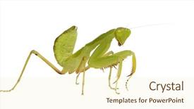  Presentation with white coloured lines - Audience pleasing presentation consisting of front of a white backgroung backdrop and a  colored foreground