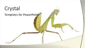  Presentation with young man on the phone - Presentation enhanced with front of a white backgroung background and a  colored foreground