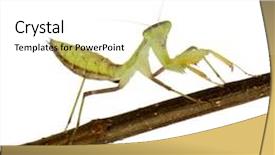  Presentation with kneel praying - Presentation theme featuring front of a white backgroung background and a  colored foreground