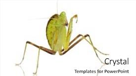  Presentation with white coloured lines - PPT theme with front of a white backgroung background and a  colored foreground