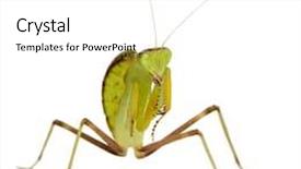  Presentation with white coloured lines - Audience pleasing PPT theme consisting of front of a white backgroung backdrop and a  colored foreground