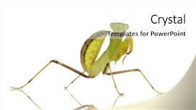  Presentation with white coloured lines - Slides featuring front of a white backgroung background and a  colored foreground